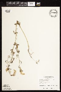 Melilotus officinalis image