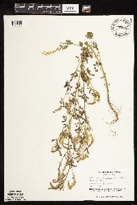 Melilotus officinalis image