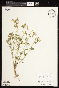 Melilotus officinalis image