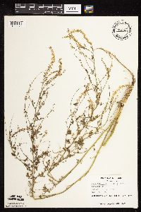 Melilotus officinalis image