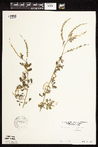 Melilotus officinalis image