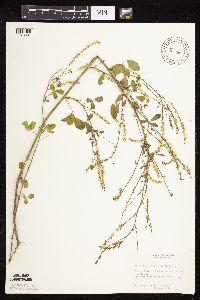 Melilotus officinalis image