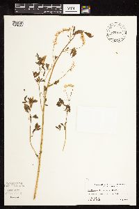 Melilotus officinalis image