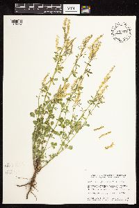Melilotus officinalis image