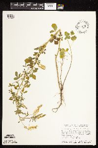 Melilotus officinalis image