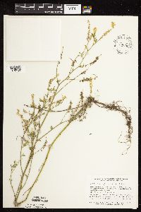 Melilotus officinalis image