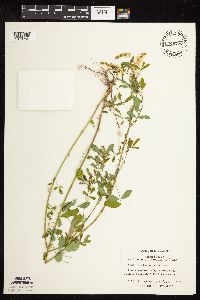 Melilotus officinalis image