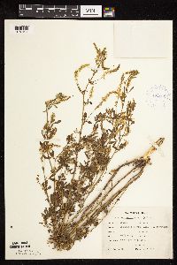 Melilotus officinalis image