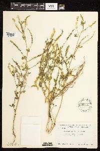Melilotus officinalis image