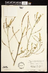 Melilotus officinalis image