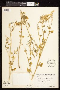 Melilotus officinalis image