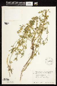 Melilotus officinalis image