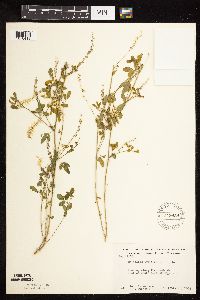 Melilotus officinalis image
