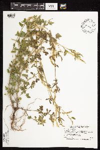 Melilotus officinalis image