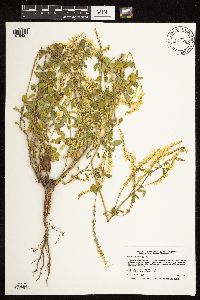 Melilotus officinalis image