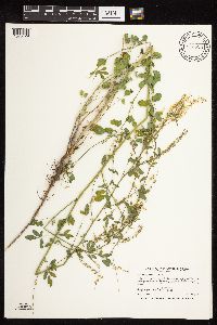Melilotus officinalis image