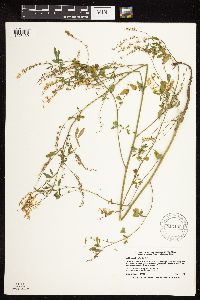 Melilotus officinalis image