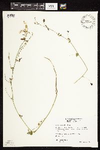 Melilotus officinalis image