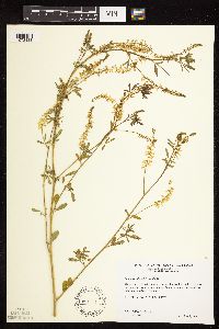 Melilotus officinalis image