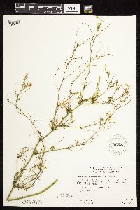 Melilotus officinalis image