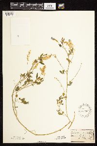 Melilotus officinalis image