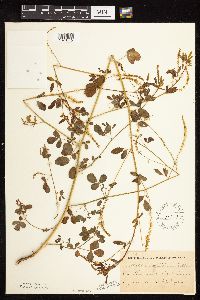 Melilotus officinalis image