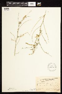 Melilotus officinalis image