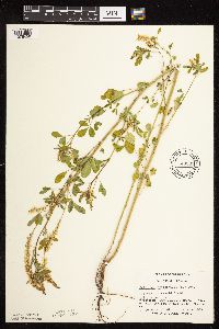 Melilotus officinalis image