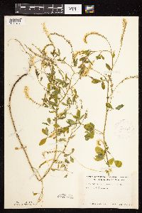 Image of Melilotus officinalis