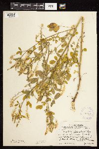 Melilotus officinalis image