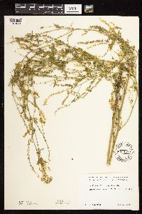 Melilotus officinalis image