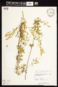 Melilotus officinalis image
