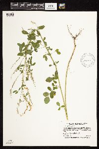 Melilotus officinalis image