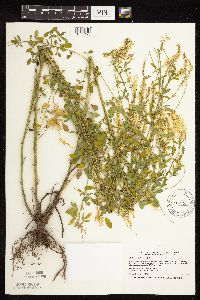 Melilotus officinalis image