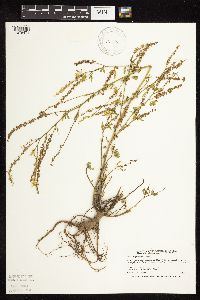 Melilotus officinalis image