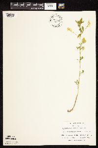 Melilotus officinalis image