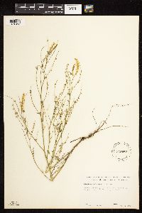 Melilotus officinalis image