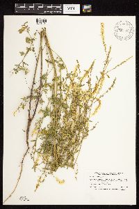 Melilotus officinalis image