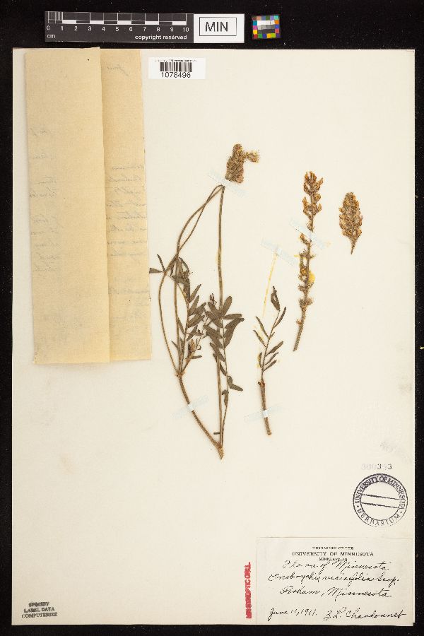 Onobrychis viciifolia image