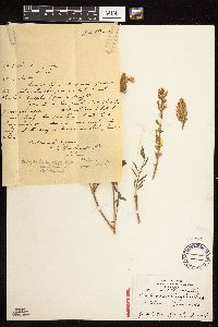 Onobrychis viciifolia image