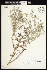 Pediomelum argophyllum image