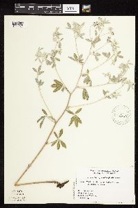 Pediomelum argophyllum image