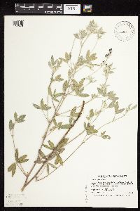 Pediomelum argophyllum image