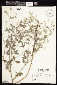 Pediomelum argophyllum image