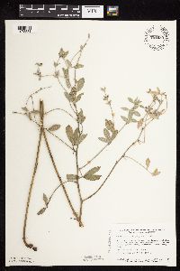 Pediomelum argophyllum image