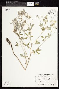 Pediomelum argophyllum image