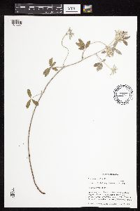 Pediomelum argophyllum image