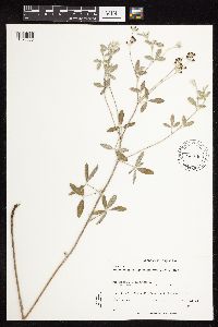 Pediomelum argophyllum image