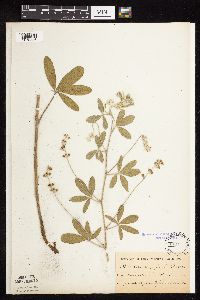 Pediomelum argophyllum image