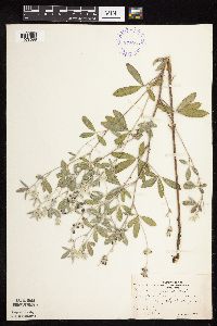 Pediomelum argophyllum image